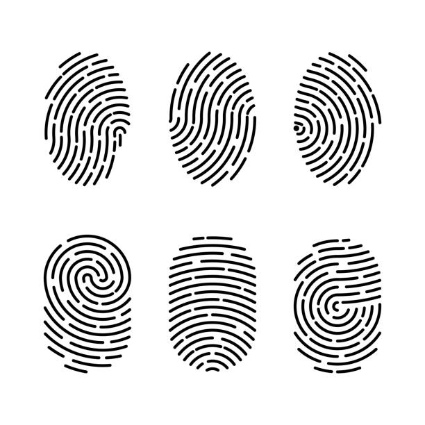 ilustraciones, imágenes clip art, dibujos animados e iconos de stock de conjunto de ilustraciones vectoriales de autenticación de huellas dactilares de seguridad. identidad de dedos, ilustración biométrica tecnológica. colección de plantillas de huellas dactilares - fingerprint identity id card biometrics