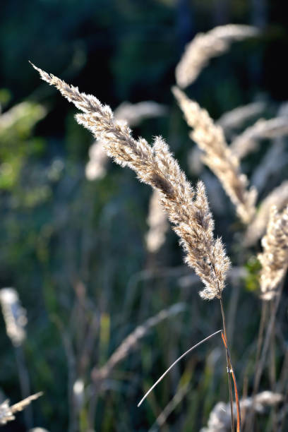 istock Autumn wilted grass in the sun, sunset, blur, solar tinting 1337247245