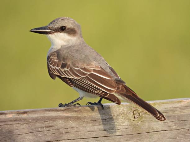 istock Loggerhead Shrike (Lanius ludovicianus) juvenile perched on a wood post 1337247423