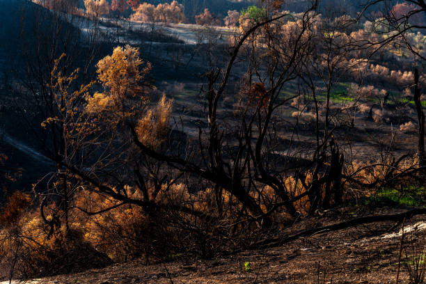 istock Forest Fire with New Plant Life 1337249210