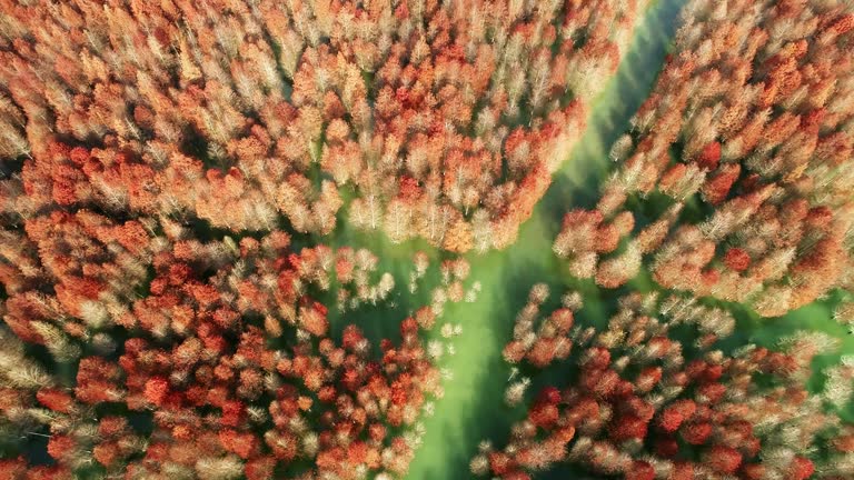 Aerial view of Boats and cypress trees in the lake. Forests planted in wetlands.Autumn scenery.Ningguoqinglongwan cypress trees Wetland Park, Xuancheng, Anhui province,China.A famous tourist attraction