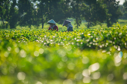 Two workers is collecting tea leaves on the  tea hill, Gia Lai province, central highlands Vietnam