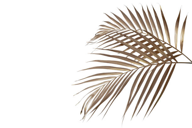 istock leaves of palm Gold color tree on white background.clipping path 1337249923