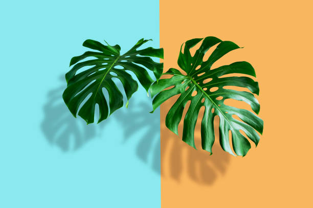 istock Monstera leaves in tropical forest isolated on pastel background with shadows. 1337249931