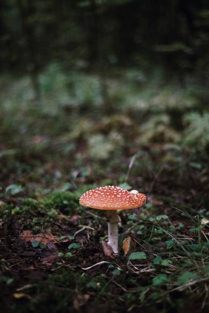 istock Amanita in a forest glade 1337249965