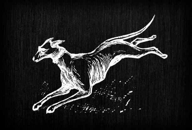 Antique engraving illustration: Dog Antique engraving illustration: Dog hound stock illustrations