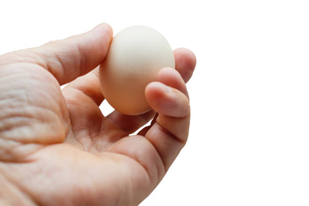 White chicken egg in hand close-up. Isolated. An egg in the hand of a man on a light background.