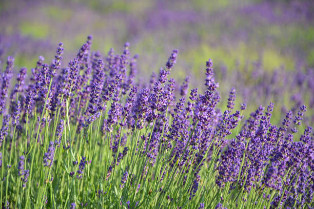 istock Lavender flowers field 1337251191