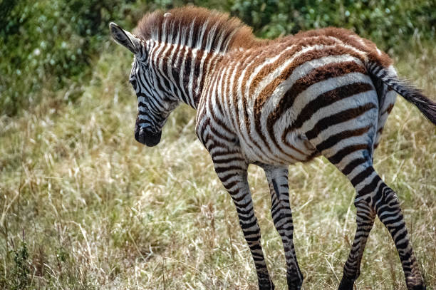 istock zebras roaming the Kenyan wilderness 1337251279