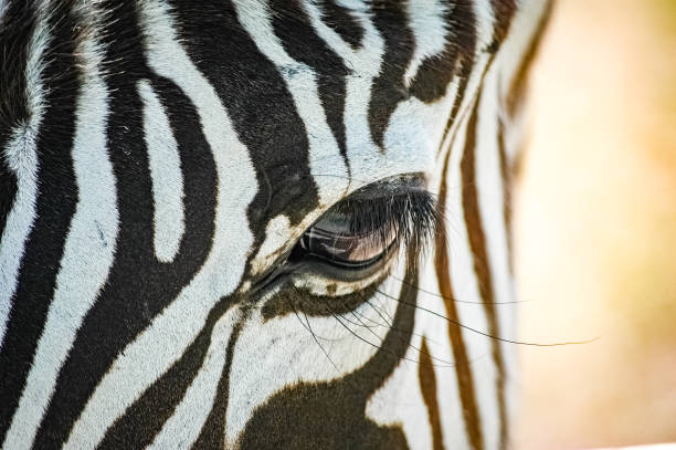 istock zebras roaming the Kenyan wilderness 1337251284