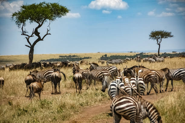 istock zebras roaming the Kenyan wilderness 1337251297