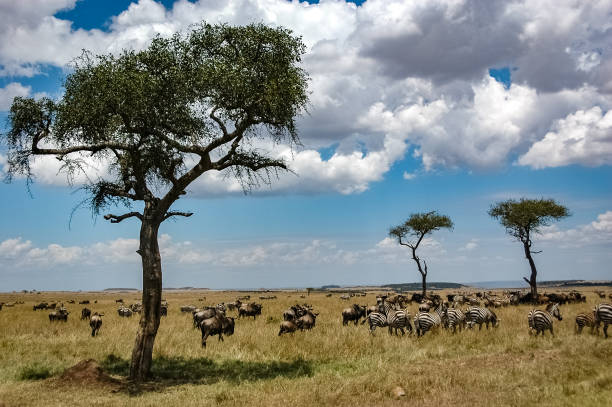 istock zebras roaming the Kenyan wilderness 1337251299