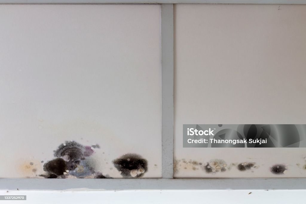 Fugas De Agua En El Techo Por El Techo Dañado Manchas De Moho Negro Molde En La Esquina De La Fugas De Agua En El Techo Por El Techo Dañado Manchas De Moho Negro Molde En La Esquina De La