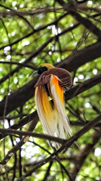 istock Bird of Paradise, Cendrawasih 1337253147
