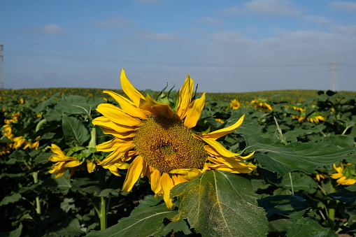 Sunflower solar energy environment nature
