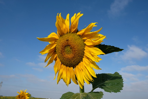 Sunflower solar energy environment nature