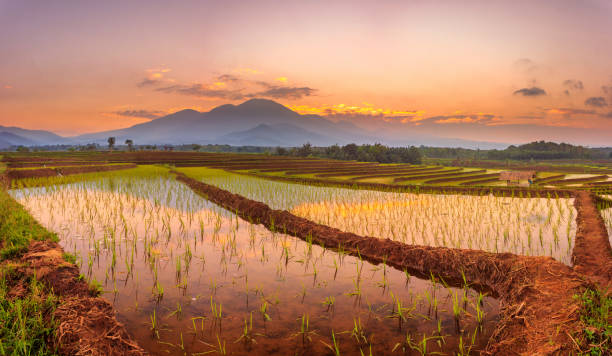 istock panorama morning view with beautiful rice fields reflecting the sky and the morning sun between the mountains in north bengkulu, indonesia 1337259169