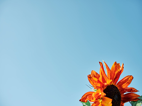 Orange Vibrant Sunflower against a pale blue sky.
