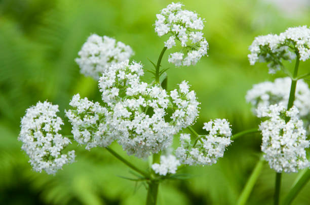 バレリアン、バレリアーナの子孫はぼかし緑の背景に花を咲かせる - valerian ストックフォトと画像