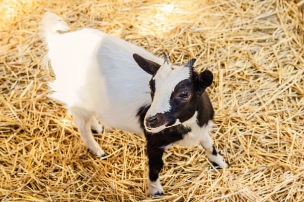 Pretty black and white adult baby goat stands on hay