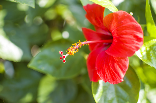 rosa-de-jamaica Imagenes y fotos Premium de Istock