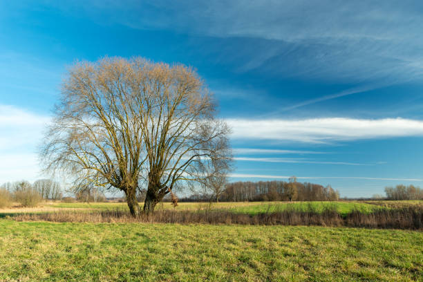 istock A large tree without leaves growing in a meadow 1337262235