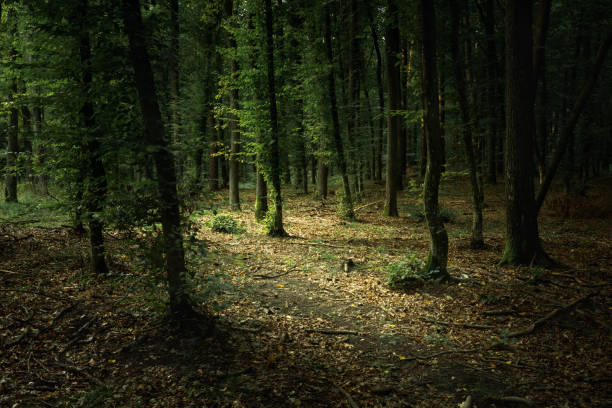 istock A dark and gloomy forest with green leaves 1337262236