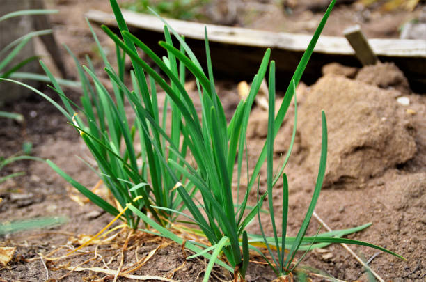 istock Small Allium tuberosum growing in the vegetable garden 1337263420