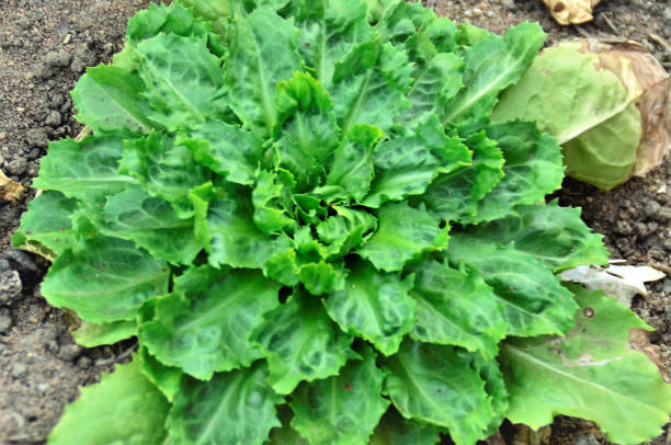 In the vegetable garden a Cichorium endivia 'latifolium growing in the vegetable garden in the backyard