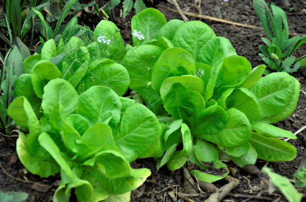 istock Lactuca sativa growing in the vegetable garden 1337263501