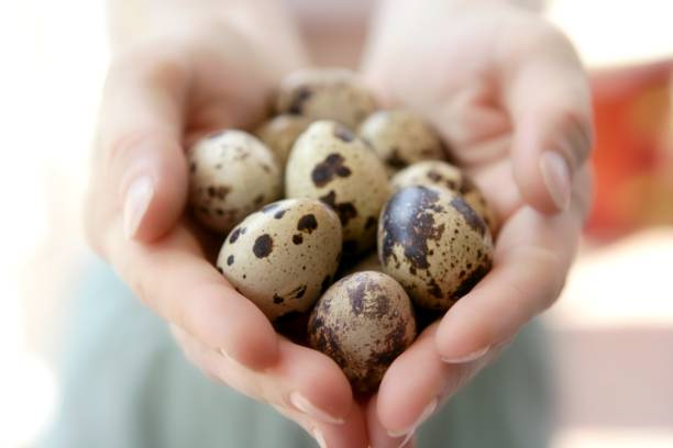 istock Woman hands holding fragile quail eggs 1337263725