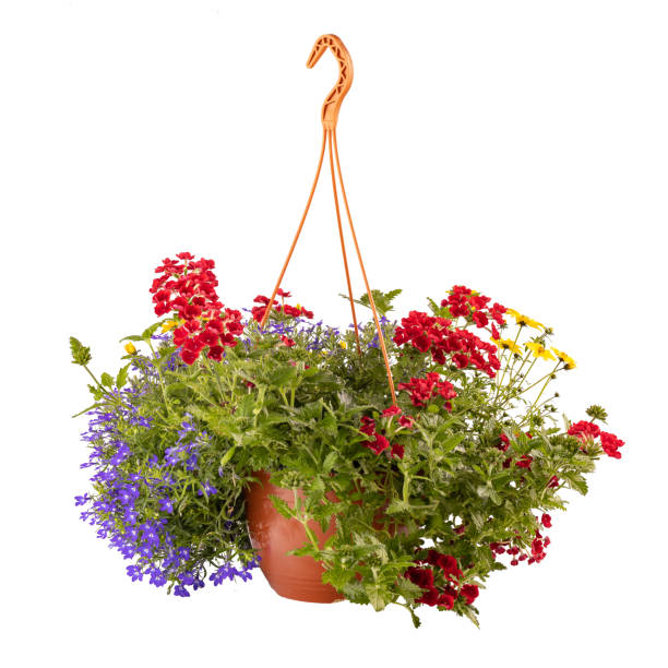 istock Hanging pot with colourful flowers 1337263917