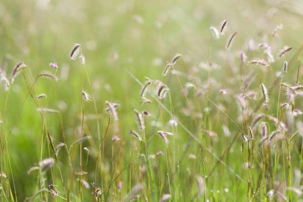 istock Close up grass field with sunlight, summer scene. 1337264595