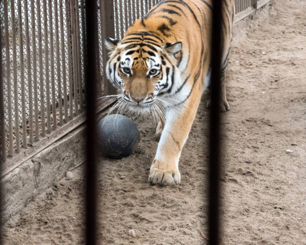 istock Unhappy tiger is locked in cage, causing it to feel tortured 1337265652