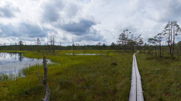 wooden boardwalk nature trail leading through a peat bog landscape with sparse trees