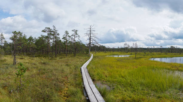 istock wooden boardwalk nature trail leading through a peat bog landscape with sparse trees 1337266599