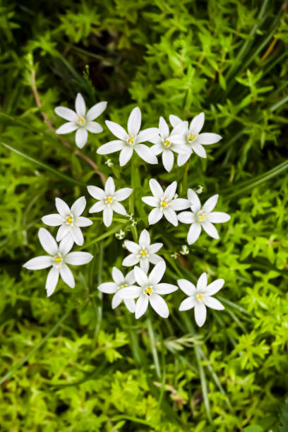 istock Ornithogalum flowers closeup (Star of Bethlehem) 1337270565