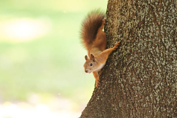 istock A squirrel and city urban landscape. 1337270714