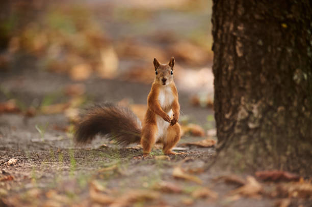 istock A squirrel and city urban landscape. 1337270723