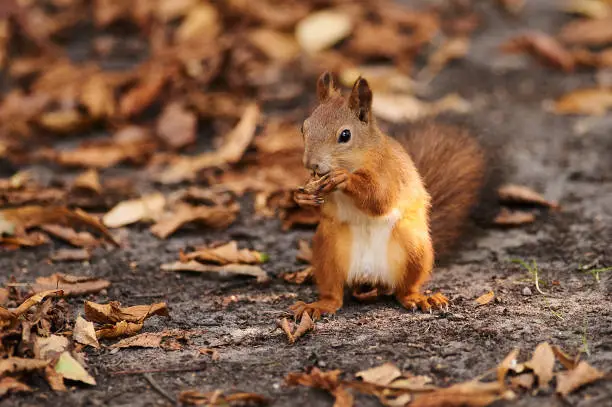 Photo of A squirrel and city urban landscape.