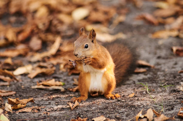 istock A squirrel and city urban landscape. 1337270744