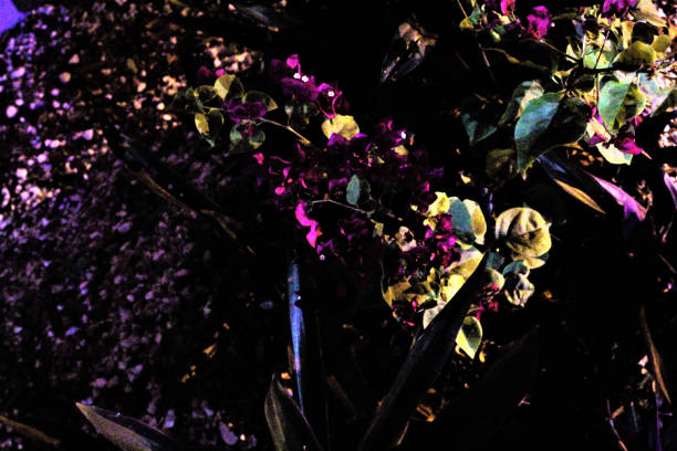 istock A Kaleidoscope Of Love 1337270982