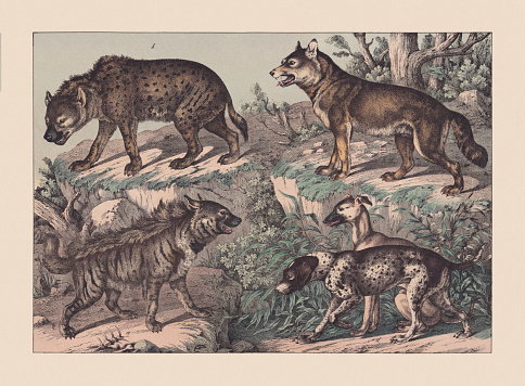 Predators (Canidae): a) Striped hyena (Hyaena hyaena); b) (Crocuta crocuta); c) Greyhound (Canis grajus); d) Pointing dog (Canis avicularius); e) Wolf (Canis lupus). Hand colored chromolithograph, published in 1869.