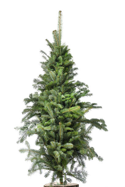 istock Christmas tree, isolated on white background. Fir tree without decoration. 1337272376