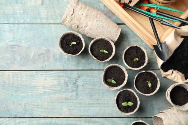 istock Young seedlings and gardening tools on light blue wooden table, flat lay. Space for text 1337272578