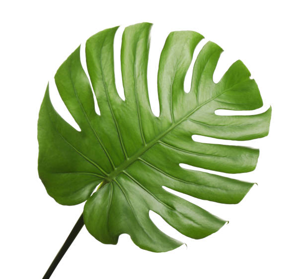 istock Fresh green tropical leaf isolated on white 1337272605