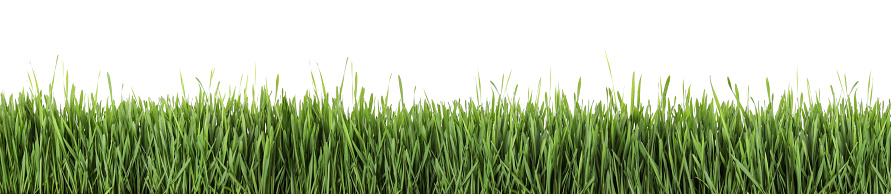 Fresh green grass on white background, banner design. Spring season
