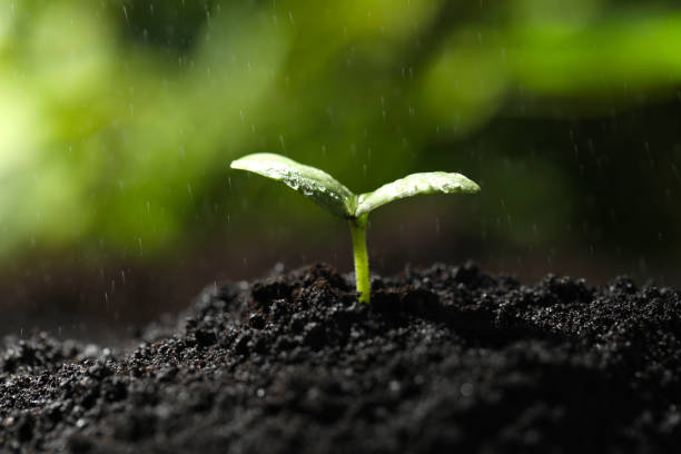 istock Young seedling in fertile soil under rain 1337274573
