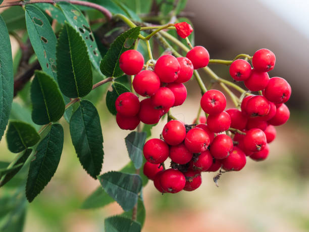 istock bunch of red fruit berries growing on a tree 1337274693
