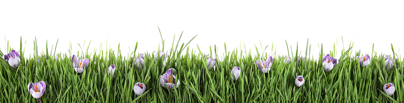 A render image of colorfue tulips in the green grass field